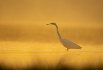 Seagull perching on a sunset