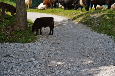 View of cow grazing on road