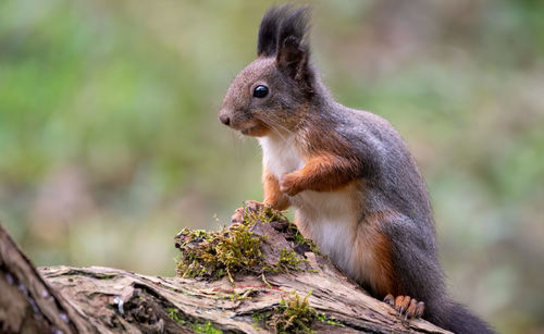 Close-up of squirrel on wood