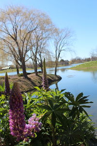 Scenic view of lake and pink flowering plants against sky