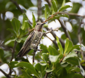 Close-up of bird perching on plant