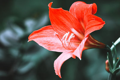 Close-up of red rose