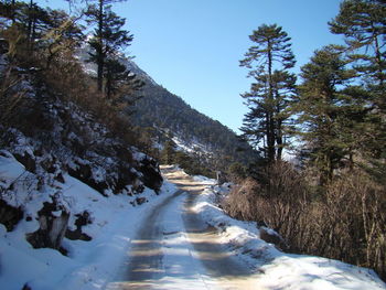 Snow covered road amidst trees against sky