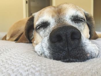 Close-up of dog sleeping on bed at home