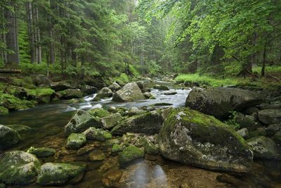 Stream flowing through rocks in forest