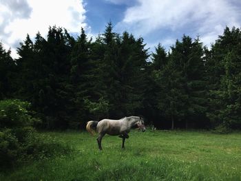 Horse on grassy field by trees against sky