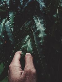 Close-up of hand holding plant