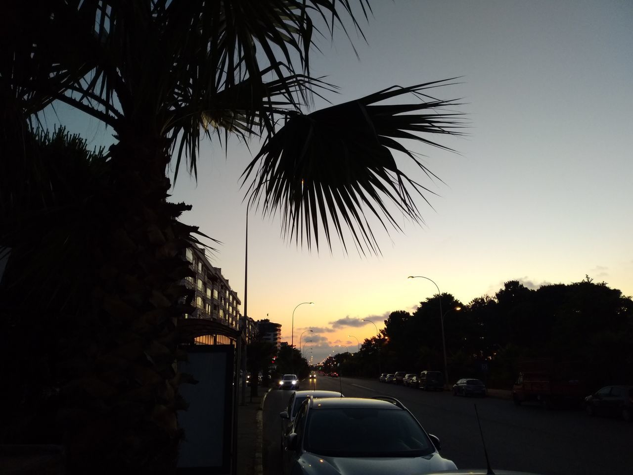 SILHOUETTE PALM TREES AGAINST SKY DURING SUNSET