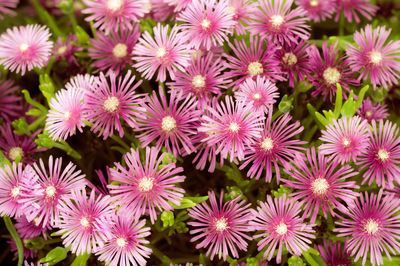 Beautiful pink purple flowers background. pink flowers close up view.
