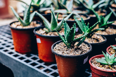 Close-up of potted plant on table