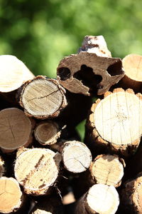 Stack of logs in forest