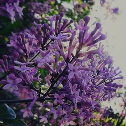 Close-up of purple flowers