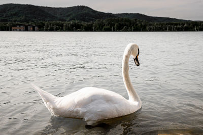 Swan swimming in lake