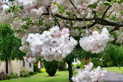 Pink flowers blooming in park