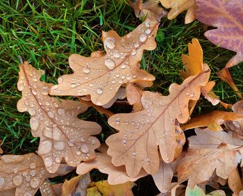 High angle view of raindrops on maple leaves during rainy season