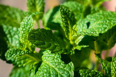 Close-up of fresh green leaves