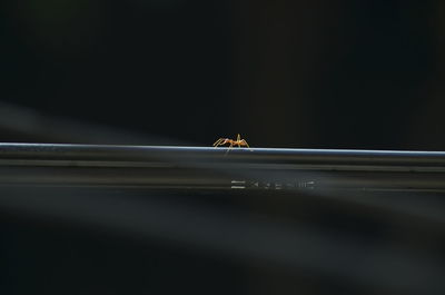 Close-up of spider on railing