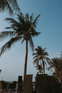 Low angle view of coconut palm tree against sky