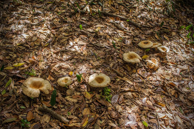 Full frame shot of tree