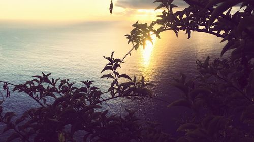 Silhouette tree by sea against sky during sunset