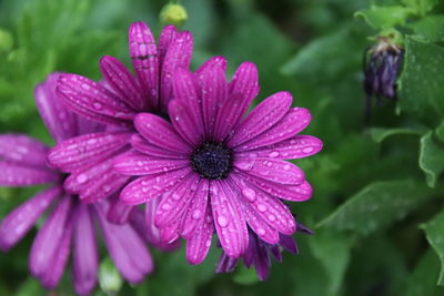 Close-up of water drops on pink flower
