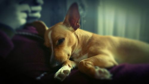 Close-up of dog sleeping at home