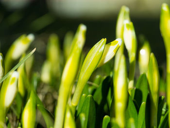 Close-up of fresh green plants growing on field