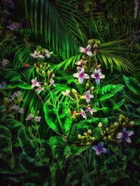 Close-up of purple flowers