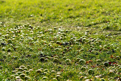Full frame shot of grass growing on field