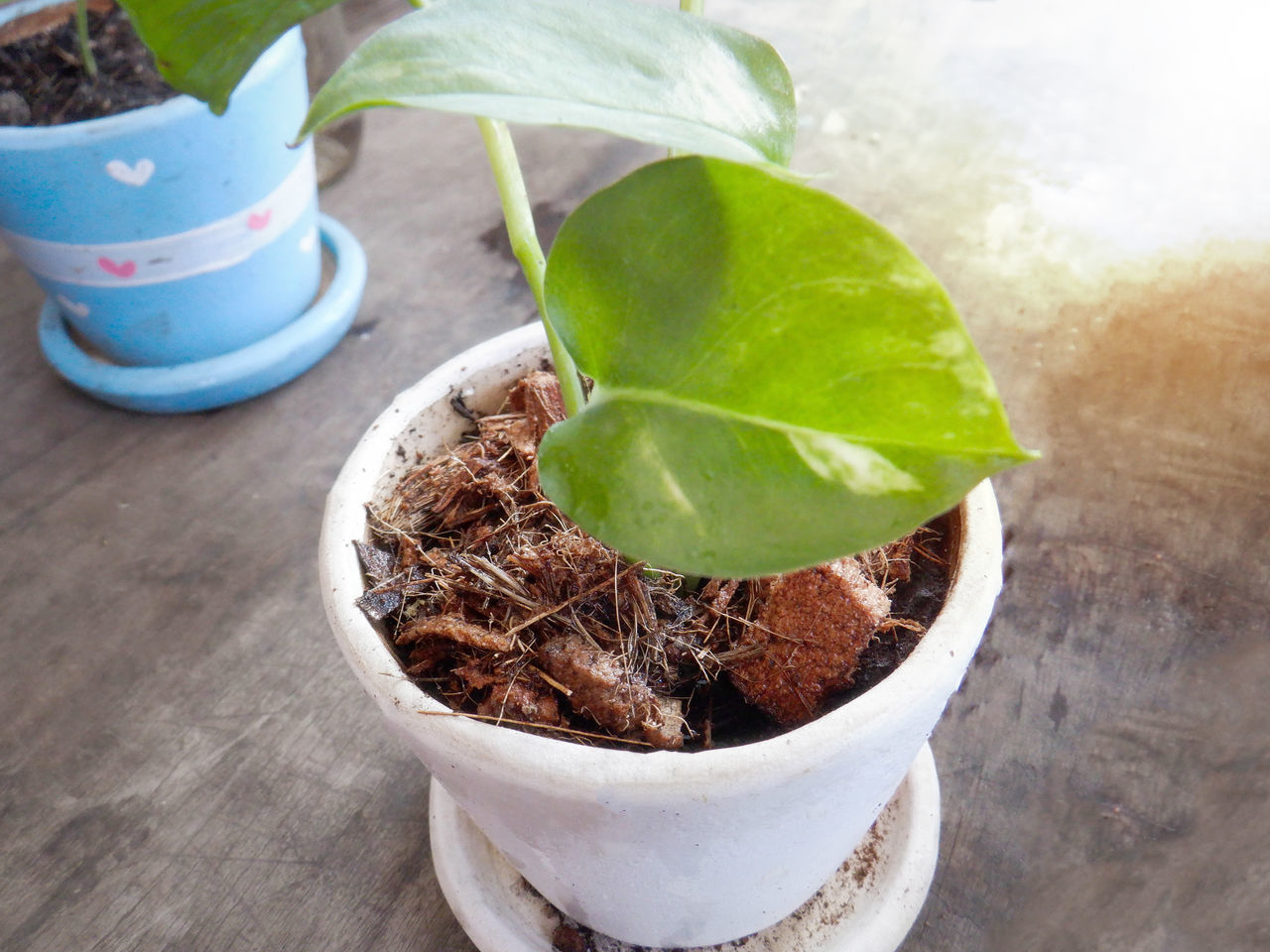 HIGH ANGLE VIEW OF POTTED PLANT IN POT