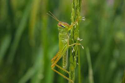  grasshopper and rice grasshopper the rice stalks green background