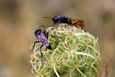 Close-up of insect on purple flower