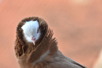 Close-up of owl