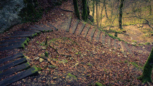 Trees in forest