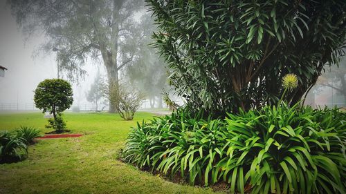 Palm trees in garden