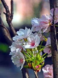 Close-up of white cherry blossom