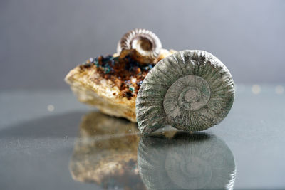 Close-up of shells on table