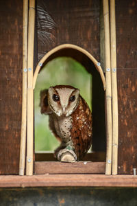 Close-up portrait of owl