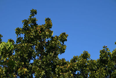 Low angle view of trees against clear blue sky