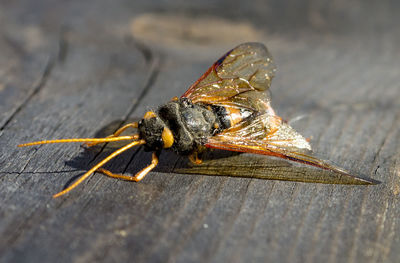 Close-up of insect on wood