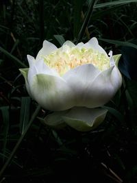 Close-up of rose blooming outdoors