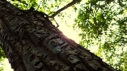 Low angle view of tree trunk