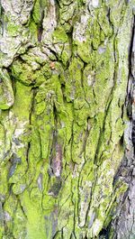 Close-up of moss on tree trunk