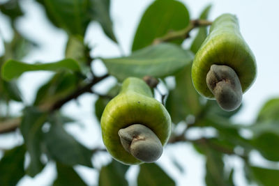 Low angle view of cashew tree