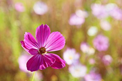 Close-up of pink cosmos flower