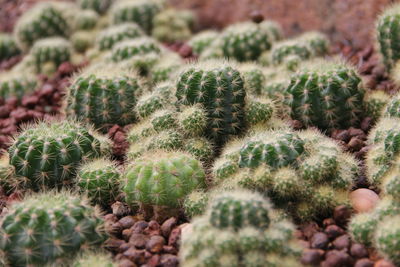 Full frame shot of succulent plant