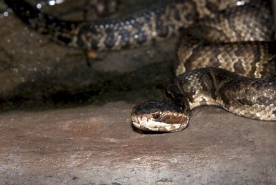 Close-up of snake on ground