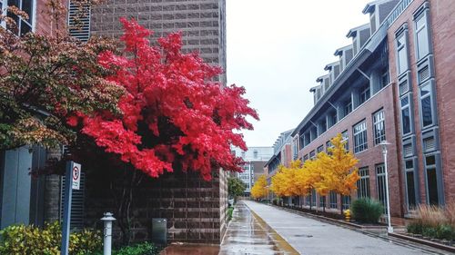 Street amidst buildings against sky during autumn