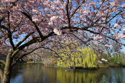 Cherry blossoms in lake