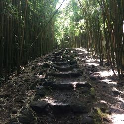 Bamboo trees in forest